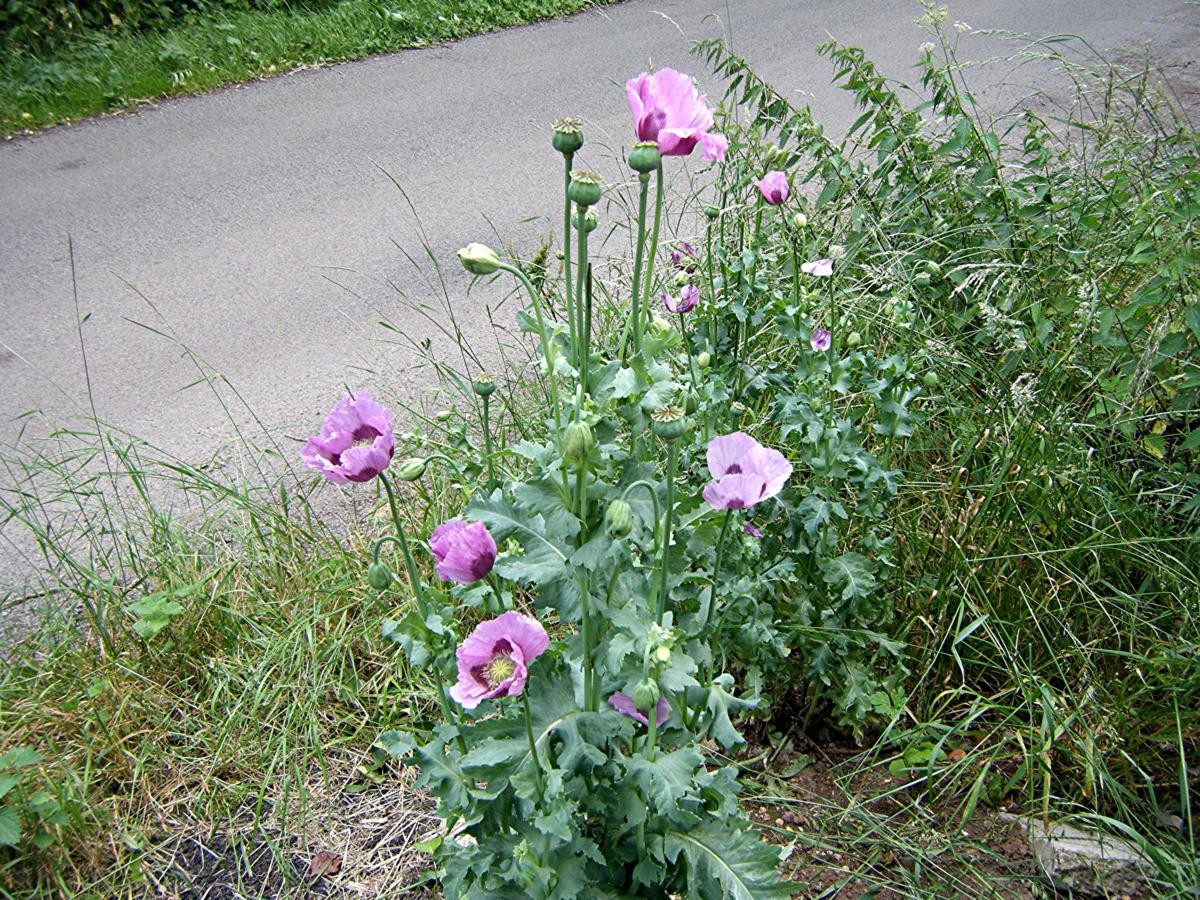 Opium poppy